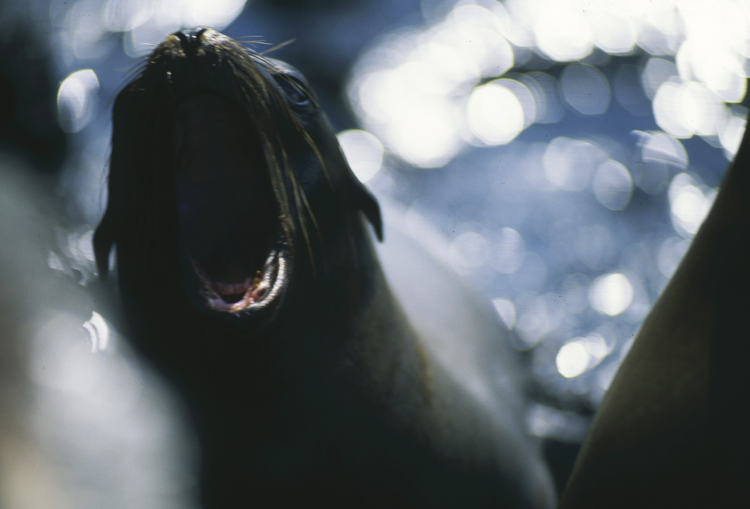 DIVING;Underwater;sea lion;mouth open;close-up;GALAPAGOS;F306 54B 1